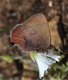 Callophrys augustinus httpsuploadwikimediaorgwikipediacommonsthu