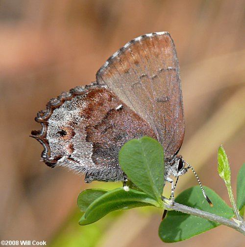 Callophrys irus Frosted Elfin Callophrys irus