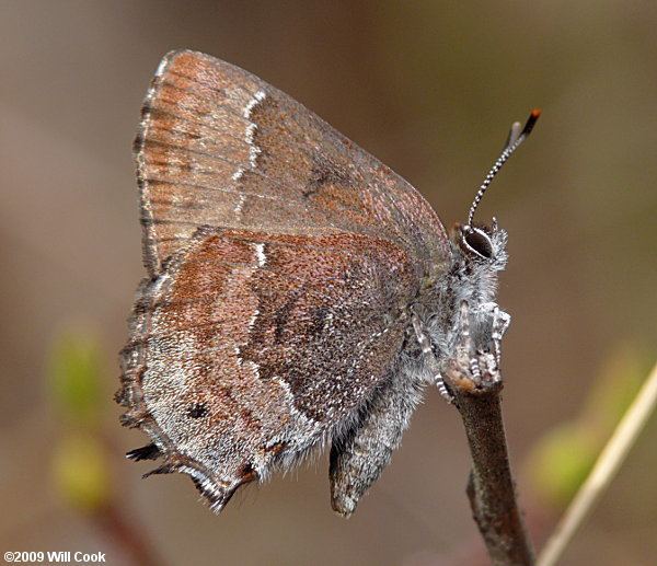 Callophrys irus Frosted Elfin Callophrys irus