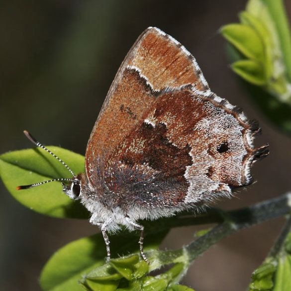 Callophrys irus Frosted Elfin