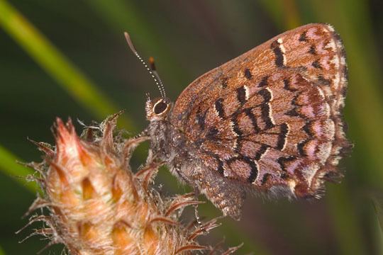 Callophrys niphon Eastern Pine Elfin Callophrys niphon BugGuideNet