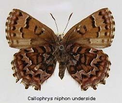 Callophrys niphon wwwdiscoverlifeorgIMINEA0005mxCallophrysn