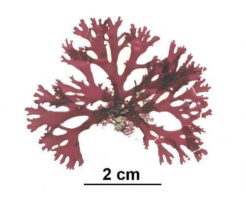 Callophyllis Seaweeds of Alaska