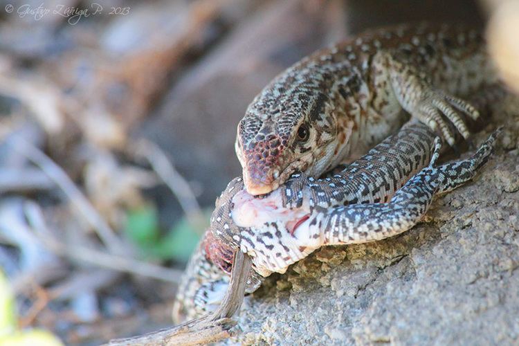 Callopistes maculatus Callopistes maculatus GustavoZ Portafolio
