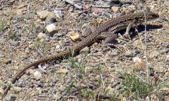 Callopistes maculatus Callopistes maculatus Wikipedia