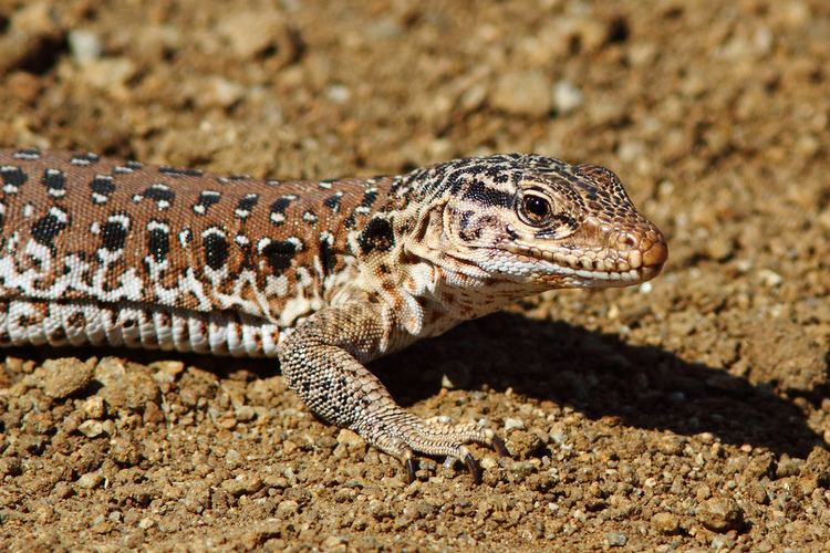 Callopistes maculatus Callopistes maculatus Ovalle Coquimbo Chile pampaisla Flickr
