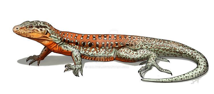 Callopistes maculatus Callopistes maculatus by uialwen on DeviantArt