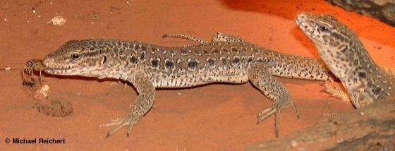 Callopistes maculatus wwwreptariumczcontentphotord02Callopistesm