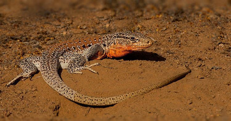 Callopistes maculatus IGUANA CHILENACallopistes maculatus Sector Punta teatino Flickr
