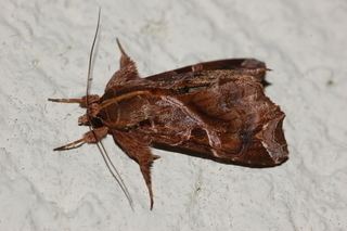 Callopistria Callopistria floridensis Florida Fern Moth Discover Life