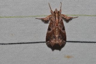 Callopistria floridensis Callopistria floridensis Florida Fern Moth Discover Life
