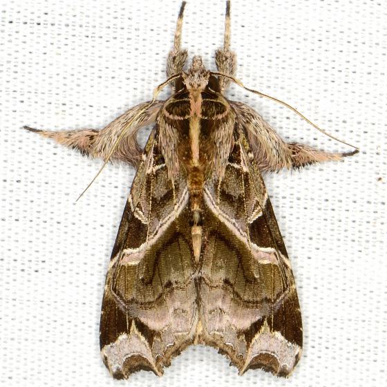 Callopistria floridensis Florida Fern Moth Callopistria floridensis BugGuideNet