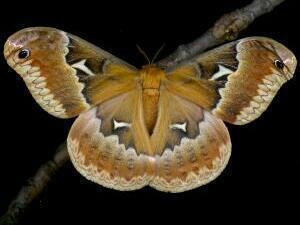 Callosamia angulifera Moth Photographers Group Callosamia angulifera 7765