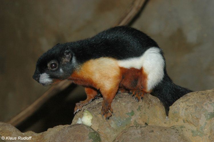 Callosciurus Image Callosciurus prevostii rafflesii Sumatran Prevost39s