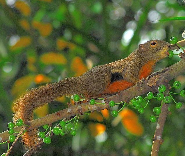 Callosciurus httpstaxo4254wikispacescomfileviewSquirrel