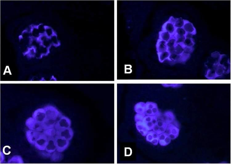 Callose Callose in Plant Sexual Reproduction InTechOpen