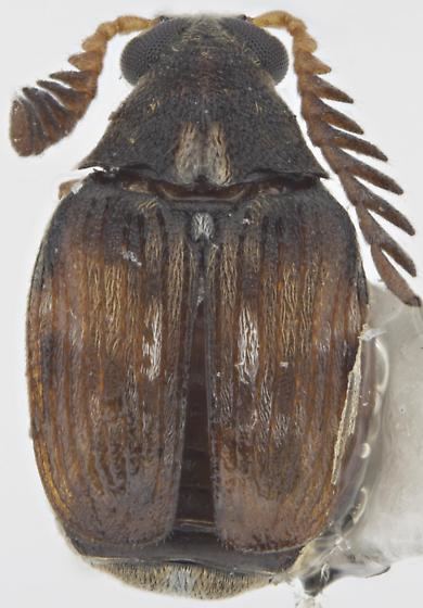 Callosobruchus chinensis Callosobruchus chinensis Pulse beetle Pachymerus chinensis