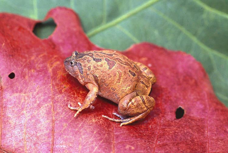 Calluella guttulata CalPhotos Calluella guttulata