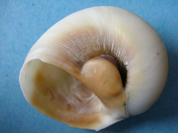 Callus (mollusc)