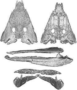 Calmasuchus httpsuploadwikimediaorgwikipediacommonsthu