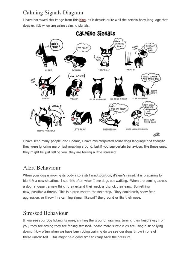 Calming signals Calming signals in dogs reading your dogs body language
