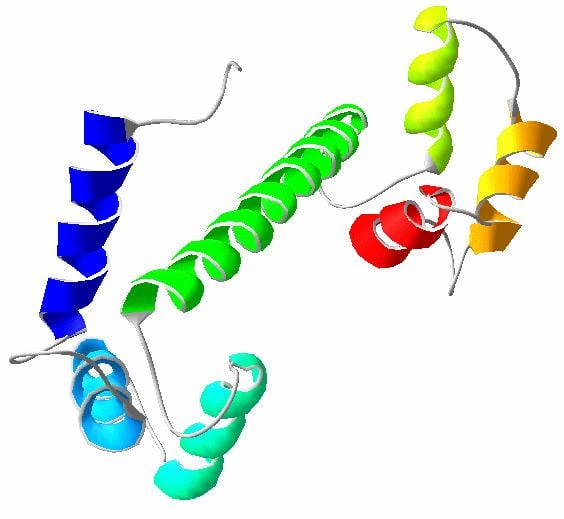 Calmodulin