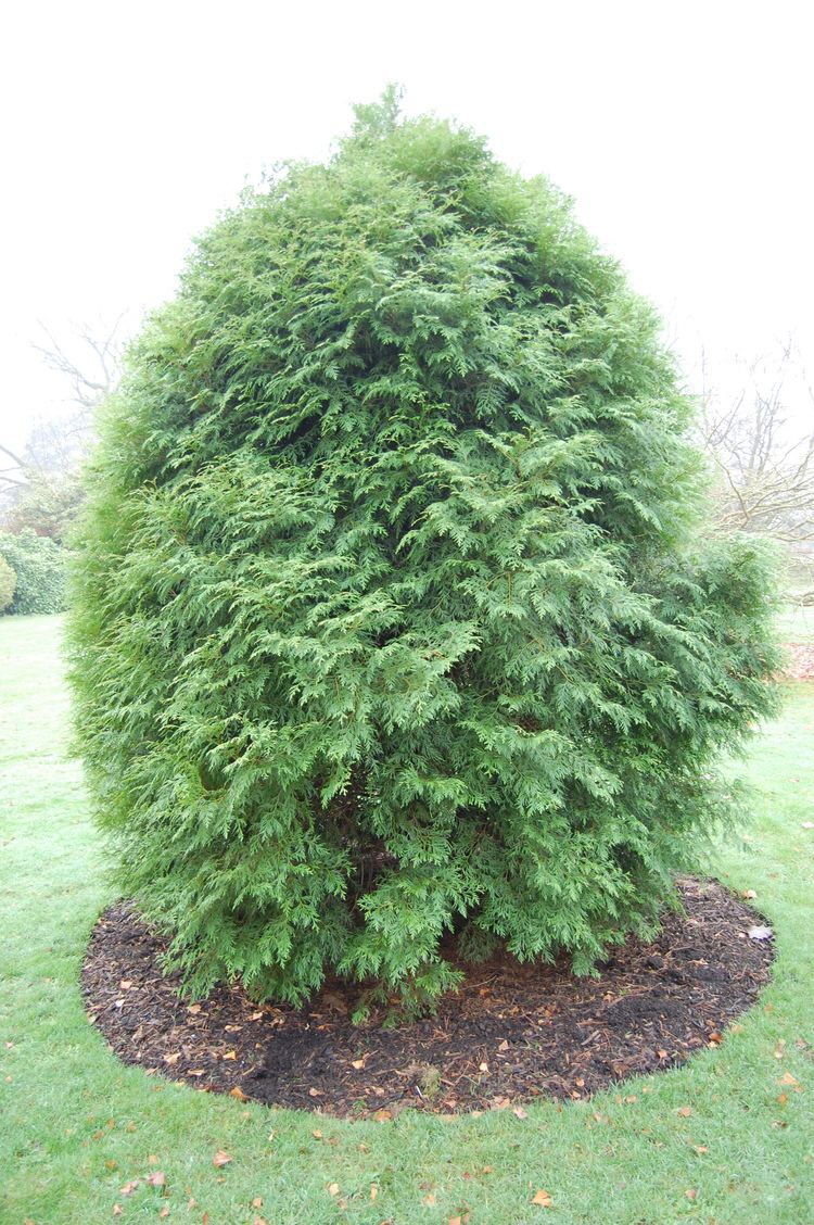 Calocedrus formosana Calocedrus formosana landscape architect39s pages