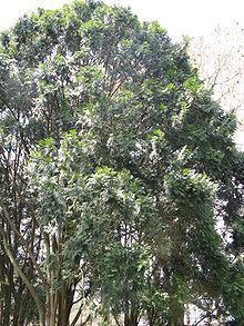 Calocedrus macrolepis httpsuploadwikimediaorgwikipediacommonsthu