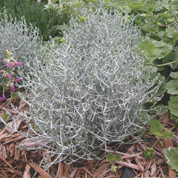 Calocephalus Silver Bush Cushion Bush Calocephalus brownii My Garden Insider