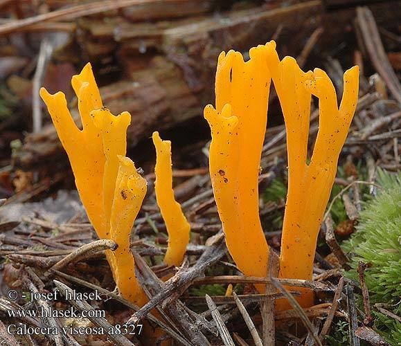 Calocera viscosa Yellow Stagshorn Fungus Calocera viscosa