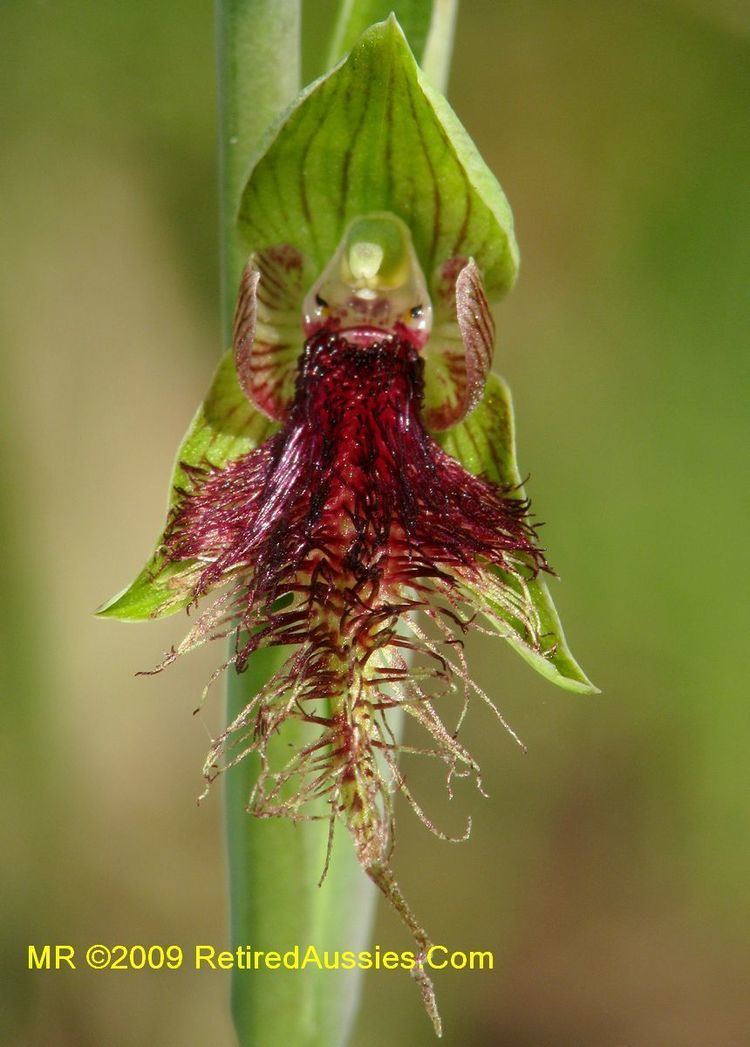 Calochilus Tasmanian Orchids Calochilus robertsonii