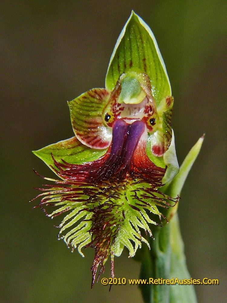 Calochilus Calochilus campestris Copper Beard Orchid