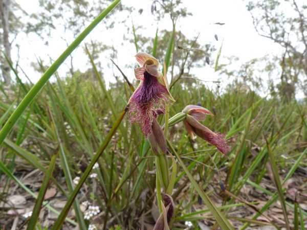 Calochilus Calochilus platychilus Purple Beard Orchid
