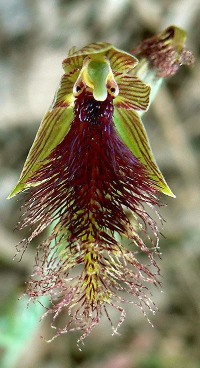 Calochilus Calochilus robertsonii Purple Beard Orchid