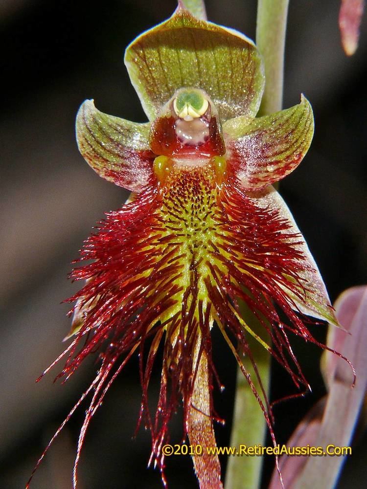 Calochilus paludosus Calochilus paludosus Red Beard OrchidCalochilus paludosus Red Beard