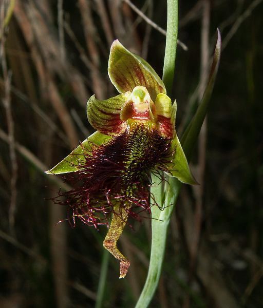 Calochilus paludosus Baluk Willam 20 Orchids in One Day