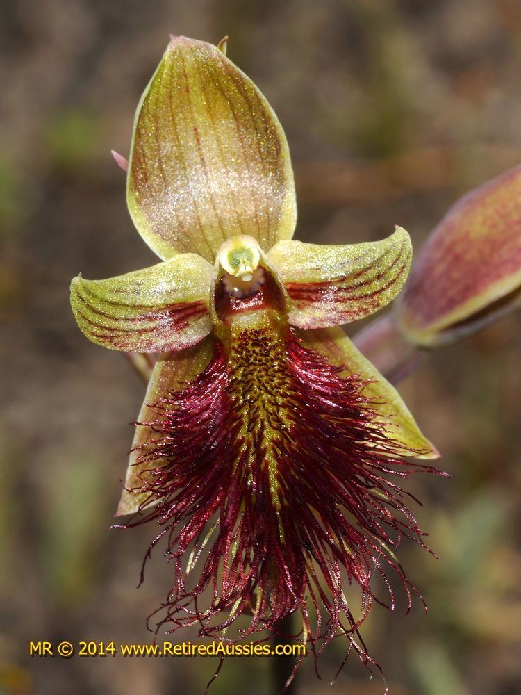 Calochilus paludosus Calochilus paludosus Red Beard Orchid