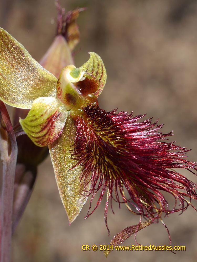 Calochilus paludosus Calochilus paludosus Red Beard Orchid