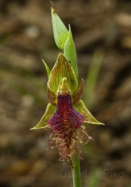 Calochilus robertsonii Mount Cannibal OrchidsCalochilus robertsonii Purple Beardorchid1