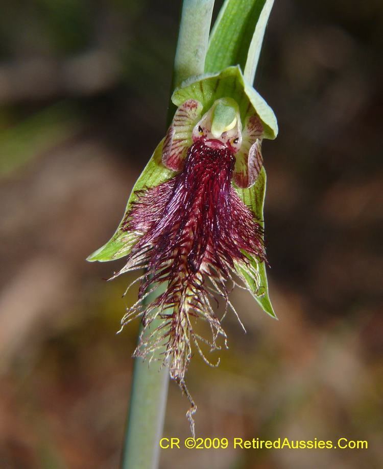 Calochilus robertsonii Tasmanian Orchids Calochilus robertsonii