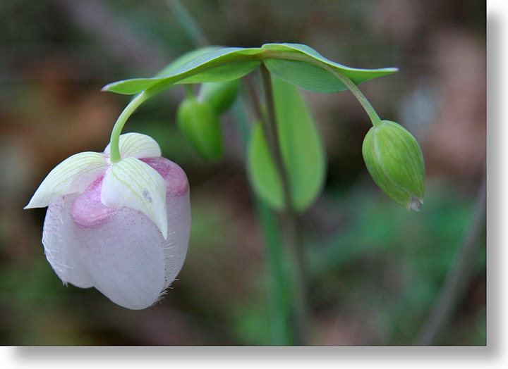 Calochortus albus Yosemite Wildflowers Globe Lily Calochortus albus