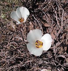 Calochortus bruneaunis httpsuploadwikimediaorgwikipediacommonsthu