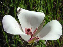 Calochortus catalinae httpsuploadwikimediaorgwikipediacommonsthu