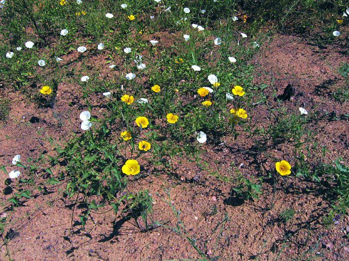 Calochortus clavatus Wildflowers NPS SAMO NRA Calochortus clavatus var pallidus
