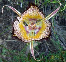 Calochortus fimbriatus httpsuploadwikimediaorgwikipediacommonsthu