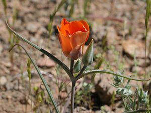 Calochortus kennedyi Calochortus kennedyi Desert Mariposa Lily Southeastern Arizona