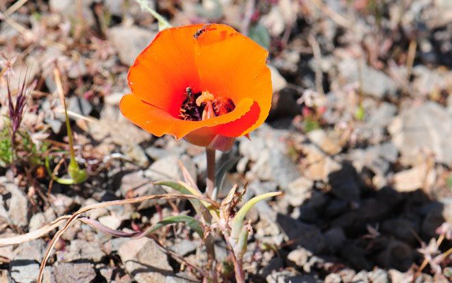 Calochortus kennedyi Calochortus kennedyi Desert Mariposa Lily Southwest Desert Flora