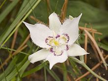 Calochortus lyallii httpsuploadwikimediaorgwikipediacommonsthu