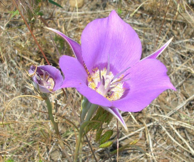 Calochortus macrocarpus httpsuploadwikimediaorgwikipediacommonsthu