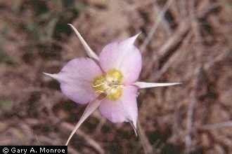Calochortus macrocarpus Plants Profile for Calochortus macrocarpus sagebrush mariposa lily
